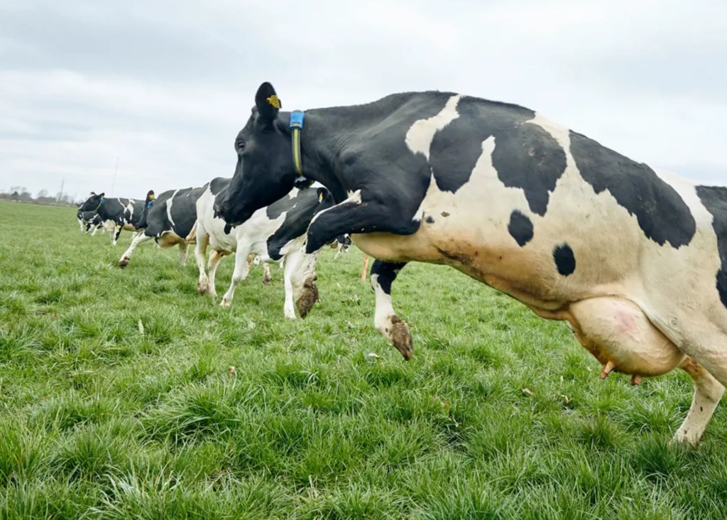 En wanneer vieren wij in Nederland met z'n állen 'ecodag', met dansende koeien in de wei als inspirerend voorbeeld?